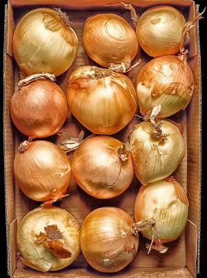 Onions in a Box